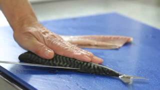 How To Fillet A Mackerel [upl. by Warrenne455]