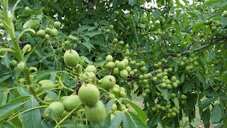 Chandler Walnut Trees  6 Years Old [upl. by Leinaj]