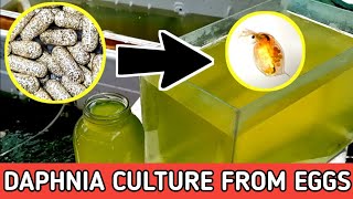 HOW TO HATCH DAPHNIA EGGS  HOW TO CULTURE DAPHNIA [upl. by Llerdnad141]