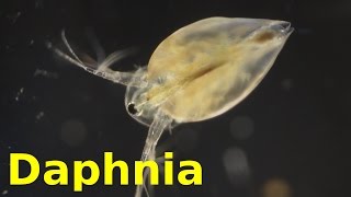 Daphnia [upl. by Saiasi102]