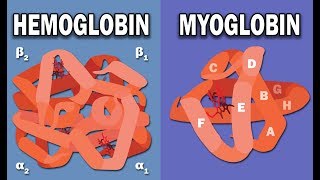 HEMOGLOBIN AND MYOGLOBIN BIOCHEMISTRY [upl. by Natsreik]