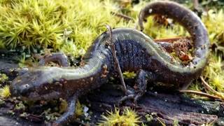 Species spotlight Longtoed salamander [upl. by Dario965]