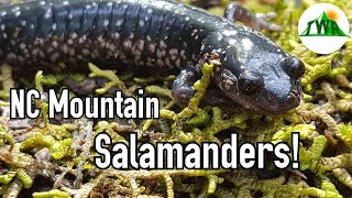 All About Salamanders [upl. by Nemzaj]