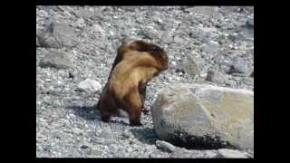 Two Grizzly Bears Fighting Over Female [upl. by Sada377]