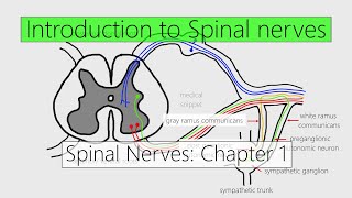 Spinal Nerves Introduction  Nervous system  4K  Chapter 1 [upl. by Marr]