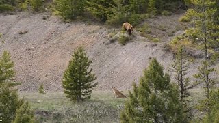 BEAR vs MTN LION  Crazy Mountain Lion Encounter [upl. by Okomot]