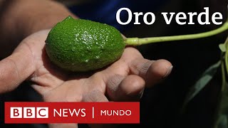 ¿Agua o aguacates El conflicto por la palta el “oro verde” de Chile [upl. by Nwahsan]