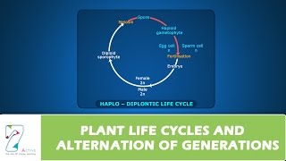 PLANT LIFE CYCLES AND ALTERNATION OF GENERATIONS [upl. by Ynohtnaleahcim]