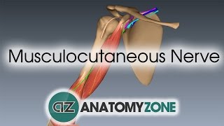 Musculocutaneous Nerve  3D Anatomy Tutorial [upl. by Nonac]