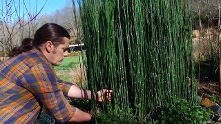 Poda de la cola de caballo o Equisetum hyemale  Decogarden  Jardinatis [upl. by Ranjiv23]