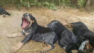 Awesome Bluetick Coonhound puppies at 7 weeks [upl. by Kristianson395]