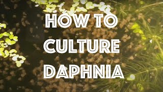 How To Culture Daphnia Magna [upl. by Silvain]