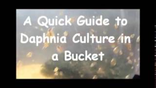 How to culture daphnia outside [upl. by Acinonrev]