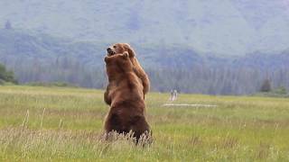 Alaska Grizzly vs Grizzly bear fight [upl. by Rihat68]