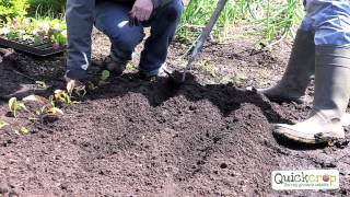 How To Grow Beetroot [upl. by Nahguav]