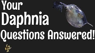 Daphnia Questions Answered [upl. by Odlauso]