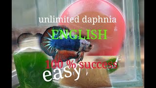 daphnia moina culture Easy way Unlimited production English  with sub Green water Chlorella [upl. by Chrisman329]