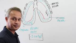 Overview of The Pleural Cavity [upl. by Noreen]