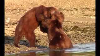 Brutal Grizzly Fight at Whale Carcass Alaska [upl. by Joachim]