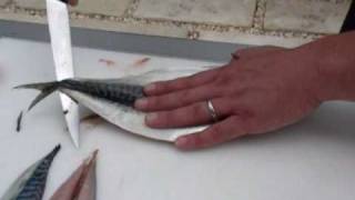 Passionate About Fish  How to fillet a Mackerel [upl. by Liddle]