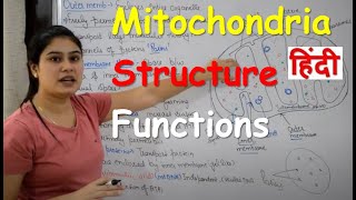 Mitochondria in Hindi  Cell Organelles  Structure  Functions [upl. by Anelaf]