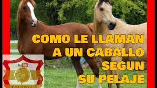 COMO LE DICEN A UN CABALLO SEGÚN SU PELAJE [upl. by Ladin]