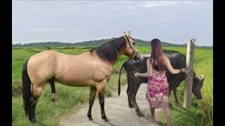 My sister training care her lovely horse in beginner 2021 [upl. by Billi]