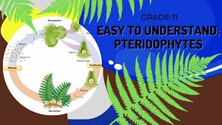 Pteridophytes [upl. by Steffy161]