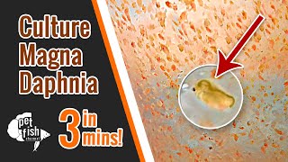 How to culture DAPHNIA MAGNA  The easy way [upl. by Ahsinrac]