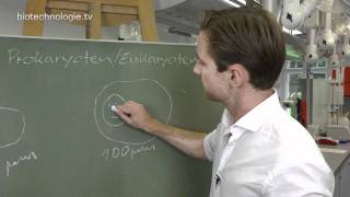 Kreidezeit 88 Prokaryoten  Eukaryoten [upl. by Cedric]