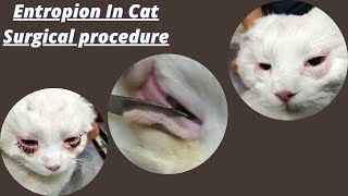 Entropion of eyelid in persian catsurgical correction of entropion [upl. by Aiuqet421]