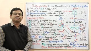 Diabetes Mellitus Part10 Mechanism of Action of Sulfonylurease  Antidiabetic Drugs  Diabetes [upl. by Acirrehs]