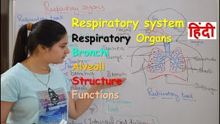 Respiratory system anatomy amp physiology in hindi  Organs  structure  functions [upl. by Hafital]