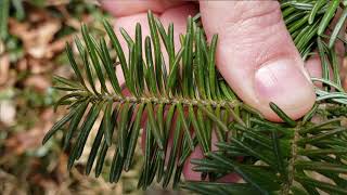 How to Identify Fir Trees [upl. by Aruabea]