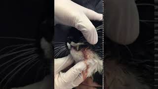 Severe Tooth Abscess in a Feline [upl. by Kobylak442]