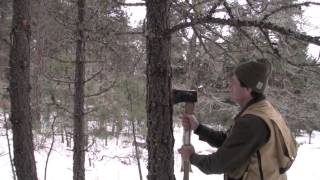 How to Recognize a Bark Beetle Infestation [upl. by Tymes]