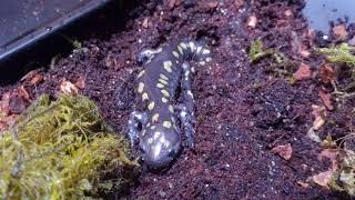 Meet My Spotted Salamander [upl. by Zurciram]