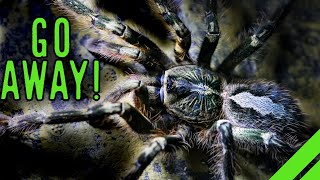 Fringed Ornamental Tarantula Poecilotheria ornata Care [upl. by Buyers]