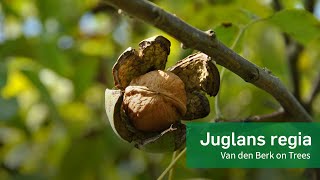 Juglans regia  Van den Berk on Trees [upl. by Anigal]