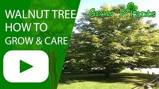 Walnut tree  How to grow care and harvest [upl. by Yekcor]