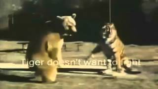 Tiger VS Grizzly Bear FIGHT TO DEATH [upl. by Bond]