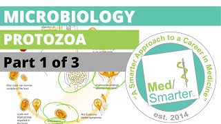 Protozoa  Microbiology  USMLE STEP 1  Part 1 of 3 [upl. by Aihsila869]