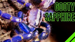 How To Keep the Gooty Sapphire Ornamental Poecilotheria metallica [upl. by Trebreh]