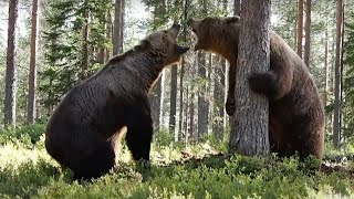 INTENSE BEAR FIGHT caught on camera  3 different angles [upl. by Iliam268]