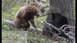 Bear FIGHT caught on camera [upl. by Deva]