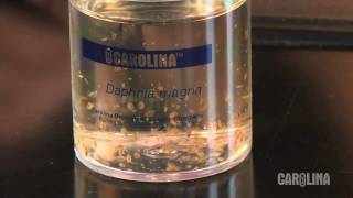 How to Care for Daphnia [upl. by Gahl]