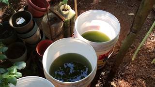 How to grow Green Water Algae [upl. by Fachini]