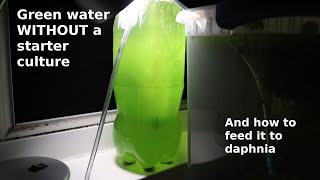 Green Water WITHOUT a Starter Culture  From Scratch  How To [upl. by Doralyn]