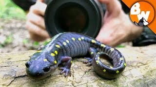 Salamander Smiles for Camera [upl. by Skinner]