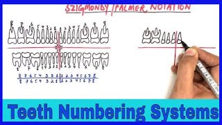 Tooth Numbering Systems  Dental Notations Universal Palmers and FDI tooth numbering systems [upl. by Skardol113]